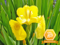 Mobile Preview: Blüte der gelben Schwertlilie mit Logo bienenfreundlich